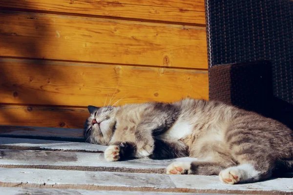 Gato Cinzento Deitado Livre Tabby Cat Fundo Madeira Close Animais — Fotografia de Stock