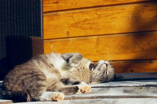 Gato Cinzento Deitado Livre Tabby Cat Fundo Madeira Close Animais — Fotografia de Stock
