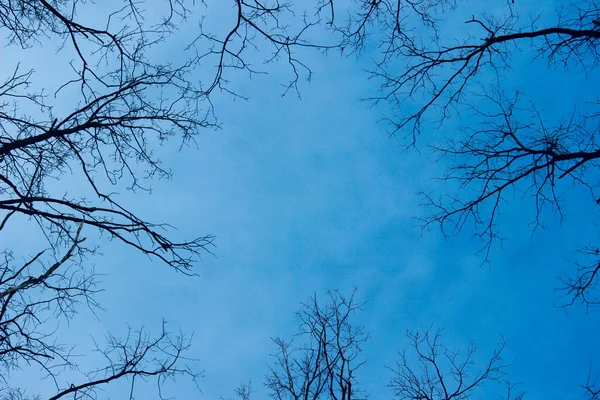 Ramas Árboles Contra Cielo Azul Fondo Naturaleza Abstracta Espacio Para —  Fotos de Stock