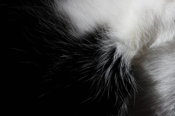 Blurred black and white fur, close up view. Wildlife, animals, textures concept. Cropped shot of black fur.  Abstract animals texture background.