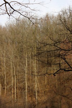 Orman. Doğa, bahar konsepti. Karanlık ormanın arka planı. Yapraksız ağaçlar, kırpılmış mermiler.. 
