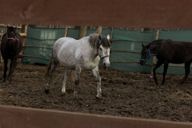 Ahırda beyaz ve siyah atlar var. Memeliler, hayvanlar, çiftlik konsepti..