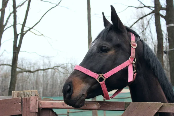 Gehakt Schot Van Zwart Paard Een Stal Met Hoofdstel Dieren — Stockfoto