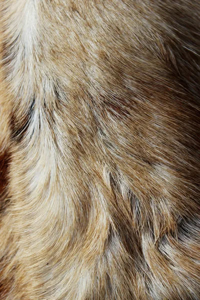 Blurred View Gray Fur Close View Wildlife Animals Textures Concept — Stock Photo, Image