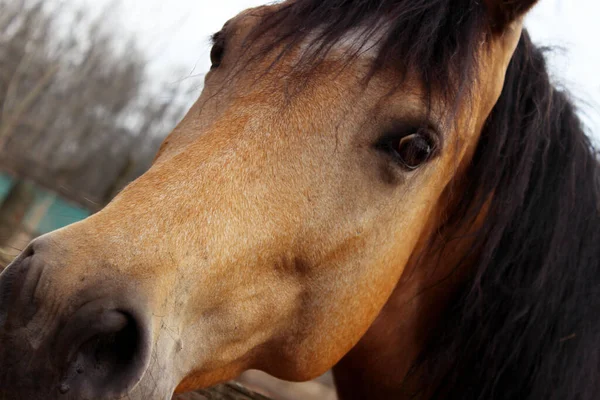 Koń Zewnątrz Strzał Zboże Zwierzęta Ssaki Koncepcja Gospodarstwa Koń Stajni — Zdjęcie stockowe
