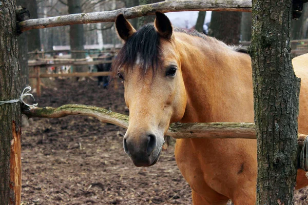 Pferd Freien Abgeschnitten Schuss Haustiere Säugetiere Bauernhofkonzept Pferd Stall Hautnah — Stockfoto