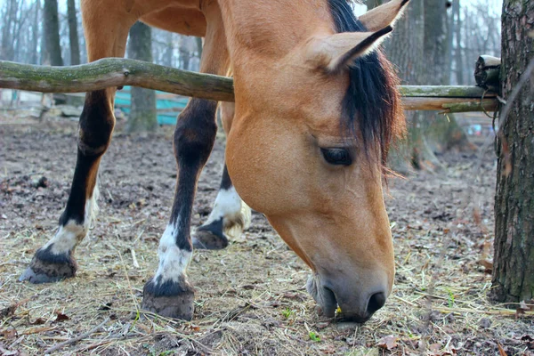 Paard Buiten Bijgesneden Schot Huisdieren Zoogdieren Boerderij Concept Paard Een — Stockfoto