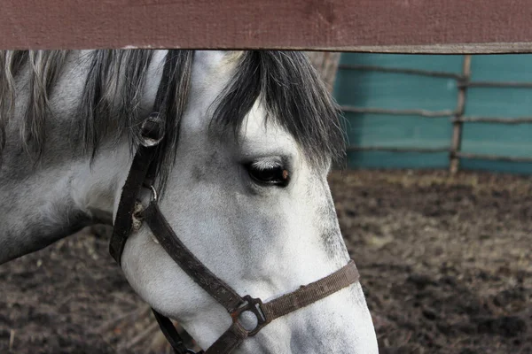Pferd Freien Abgeschnitten Schuss Haustiere Säugetiere Bauernhofkonzept Pferd Stall Hautnah — Stockfoto