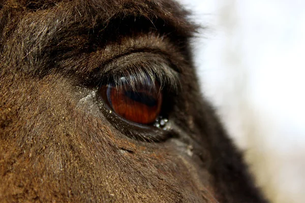 Tiere Haustiere Bauernhofkonzept Schnappschuss Eines Esels Eselskopf Aus Nächster Nähe — Stockfoto