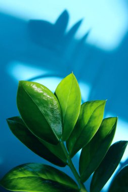 Yeşil bitkinin bulanık görüntüsü. Botanik arkaplan, metin için alanı kopyala. 