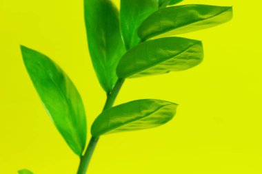 Yeşil bitkinin bulanık görüntüsü. Botanik arkaplan, metin için alanı kopyala. 