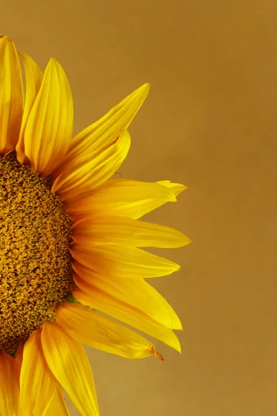 Unscharfes Bild Einer Sonnenblume Abgeschnittene Aufnahme Abstrakter Botanischer Hintergrund Gelbe — Stockfoto