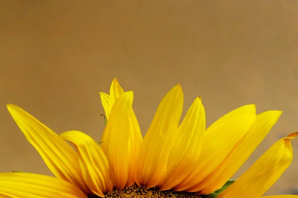 Unscharfes Bild Einer Sonnenblume Abgeschnittene Aufnahme Abstrakter Botanischer Hintergrund Gelbe — Stockfoto