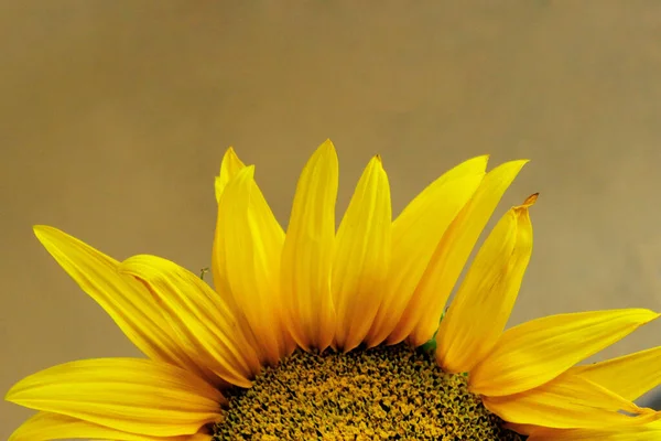 Unscharfes Bild Einer Sonnenblume Abgeschnittene Aufnahme Abstrakter Botanischer Hintergrund Gelbe — Stockfoto