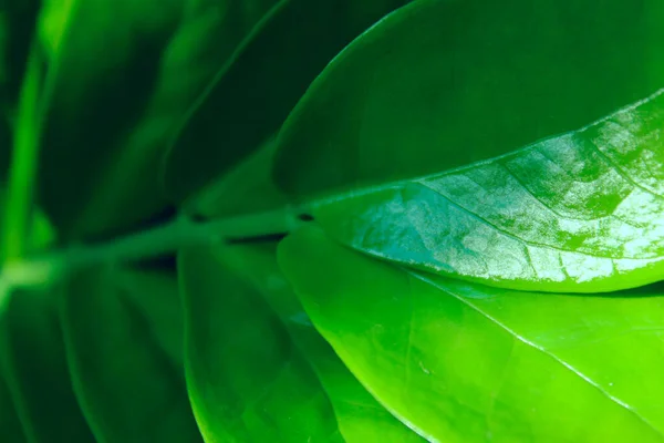 Verschwommenes Bild Der Grünen Pflanze Botanischer Hintergrund Kopierraum Für Text — Stockfoto