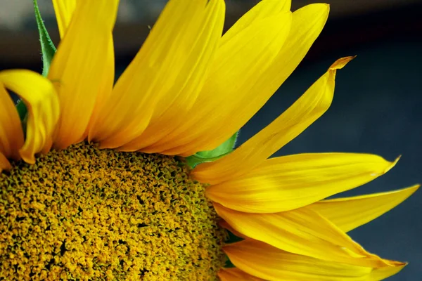 Unscharfes Bild Einer Sonnenblume Abgeschnittene Aufnahme Abstrakter Botanischer Hintergrund Gelbe — Stockfoto