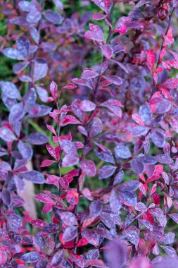 Güzel doğa arka planının bulanık görüntüsü. Renkli yapraklı bir dalın kırpılmış görüntüsü. Böğürtlen çalısının bulanık görüntüsü, kapat.