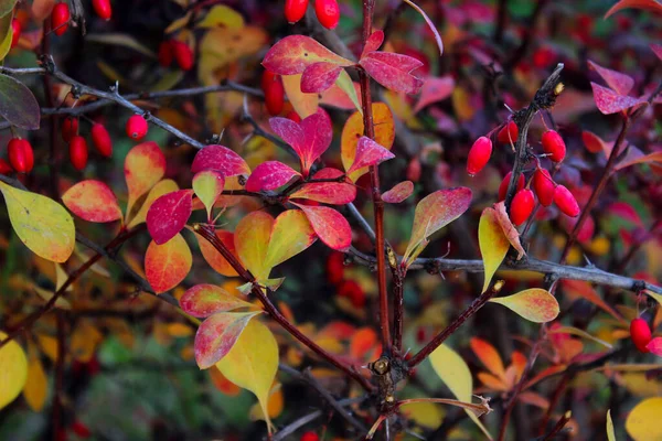 美しい自然の背景のぼやけたショット カラフルな葉を持つ枝の切り取られたショット バーベリーブッシュのぼやけたイメージ 閉じます — ストック写真
