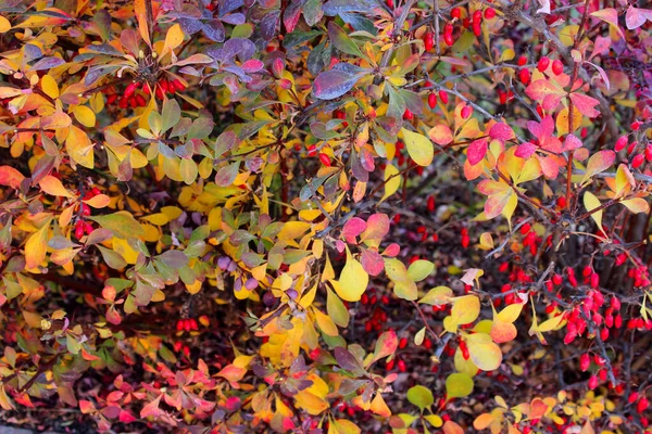 美しい自然の背景のぼやけたショット カラフルな葉を持つ枝の切り取られたショット バーベリーブッシュのぼやけたイメージ 閉じます — ストック写真