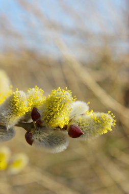 Kesilmiş söğüt ağacı. Kırpılmış söğüt dalı, bulanık arkaplan. Güzel doğa arkaplanı.