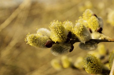 Kesilmiş söğüt ağacı. Kırpılmış söğüt dalı, bulanık arkaplan. Güzel doğa arkaplanı.