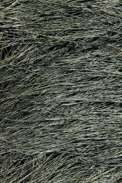 Droge Gras Textuur Achtergrond Abstract Natuur Achtergrond Grijze Kleuren Ruimte — Stockfoto