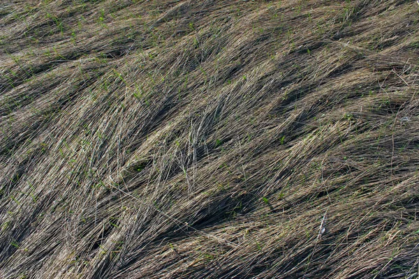 Trockenes Gras Textur Hintergrund Abstrakter Naturhintergrund Graue Farben Raum Für — Stockfoto