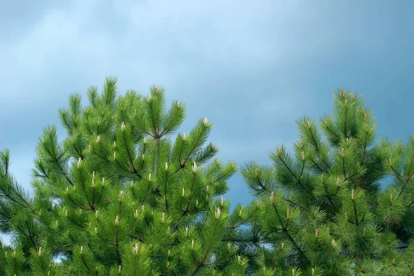 Tops Pinos Tiro Recortado Fondo Abstracto Naturaleza Árbol Pino Verde —  Fotos de Stock