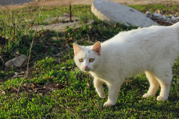 Een Verdwaalde Witte Kat Buiten Dieren Huisdieren Dieren Dag Concept — Stockfoto