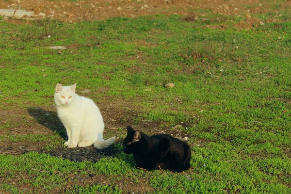 Gatos Pretos Brancos Sentados Grama Verde Gatos Selvagens Livre Animais — Fotografia de Stock