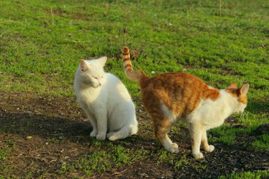 Hayvanlar, hayvanlar, hayvanlar günü konsepti. Dışarıda dolaşan sokak kedileri, yeşil çimen arka planı. Sokak kedileri açık havada. 