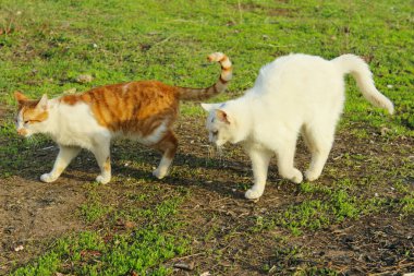 Hayvanlar, hayvanlar, hayvanlar günü konsepti. Dışarıda dolaşan sokak kedileri, yeşil çimen arka planı. Sokak kedileri açık havada. 