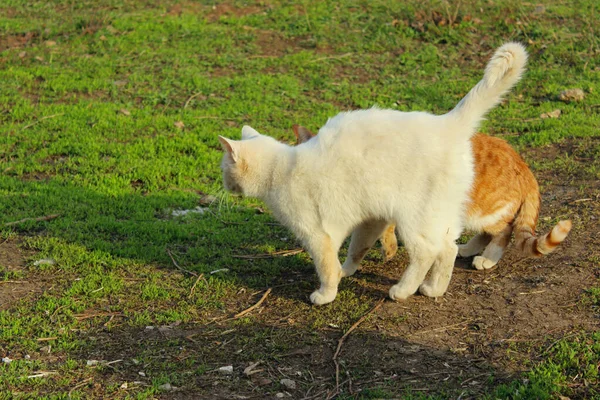 Dieren Huisdieren Dieren Dag Concept Verdwaalde Katten Lopen Buiten Groene — Stockfoto