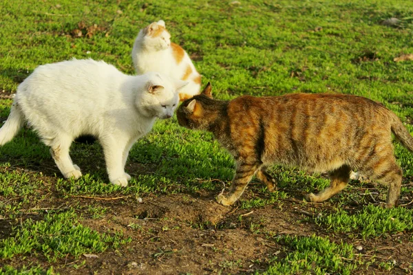 动物日概念 流浪猫走在外面 青草背景 在户外放猫 — 图库照片