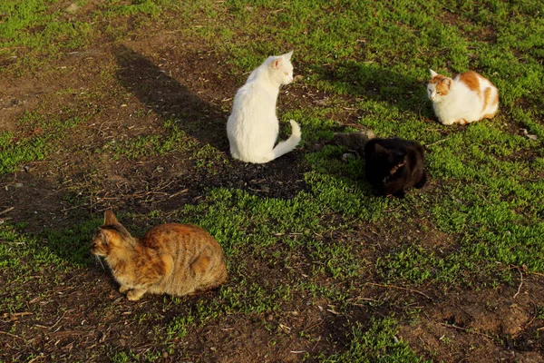 ペット 動物の日の概念 野良猫の外を歩くと 緑の草の背景 野良猫屋外 — ストック写真