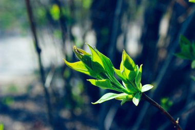 Yeşil yapraklar, bulanık arkaplan. Kesilmiş bir ağaç. Soyut doğa arkaplanı.