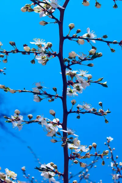 Wazig Beeld Van Lente Achtergrond Witte Bloemen Bloeiende Boom Bijgesneden — Stockfoto
