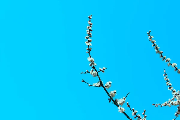Verschwommenes Bild Des Frühlingshintergrunds Weiße Blumen Blühender Baum Abgeschnittener Schuss — Stockfoto