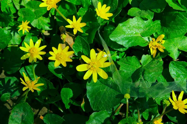 Abstrakt Natur Bakgrund Gula Blommor Och Gröna Blad Natur Fält — Stockfoto