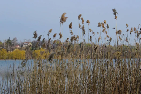 大自然的场景 湖水与森林的采摘 湖里干枯的芦苇 靠近点 — 图库照片