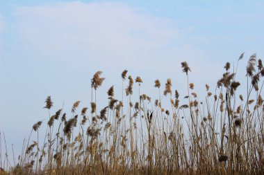Doğanın bulanık görüntüsü. Gölde kuru sazlıklar, yakın çekim, bulanık çekim. Doğa, manzara konsepti.