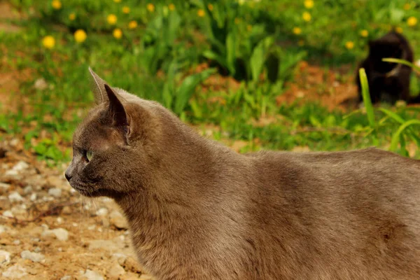 Grijze Kat Die Buiten Loopt Verdwaalde Kat Groene Gras Achtergrond — Stockfoto