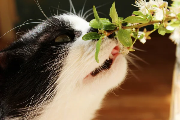 Blurry Image Of Tuxedo Cat And Flowers. Animals, Pets, Nature Concept. Cropped Shot Of A Cat Sniffing White Flowers.