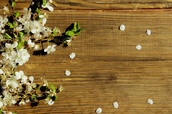 Imagen Borrosa Flores Blancas Flor Sobre Fondo Madera Marrón Flor —  Fotos de Stock