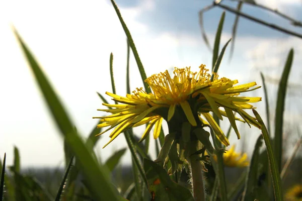 Tarassaco Giallo Erba Verde Vista Vicino Sfondo Della Natura Astratta — Foto Stock