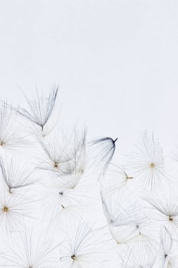 Beyaz arka planda karahindiba tohumlarının bulanık görüntüsü, dikey görüş. Metin için kopyalama alanı olan soyut doğa arkaplanı.