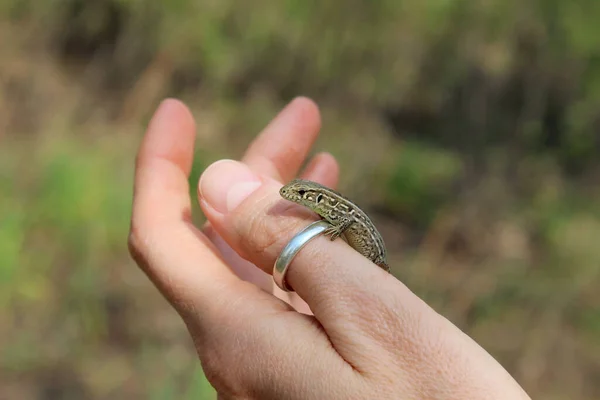 Small brown lizard sitting on female hand, horizontal view. People, pets, reptiles and wildlife concept.