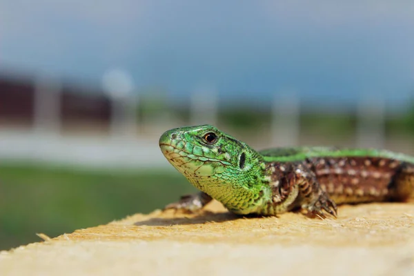 Cropped Shot Beautiful Small Lizard Wooden Background Horizontal View Animals — Stock Photo, Image