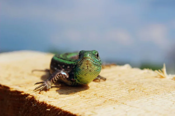 Oříznutý Záběr Krásné Malé Ještěrky Dřevěném Pozadí Horizontální Pohled Zvířata — Stock fotografie