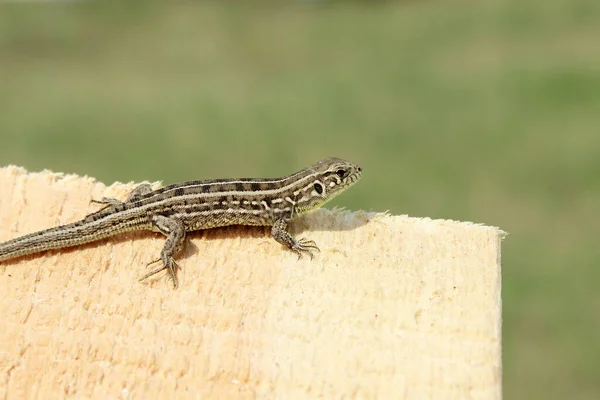 Cropped Shot Beautiful Small Lizard Wooden Background Horizontal View Animals — Stock Photo, Image